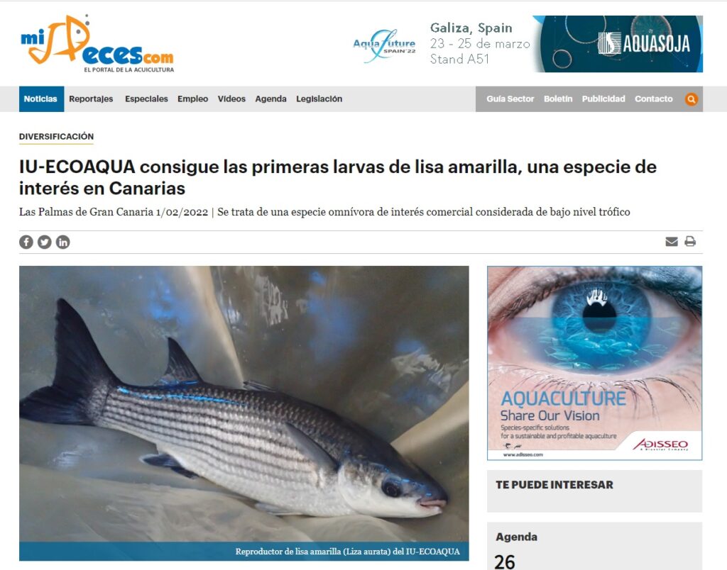 IU-ECOAQUA obtains the first yellow mullet larvae, a species of interest in the Canary Islands